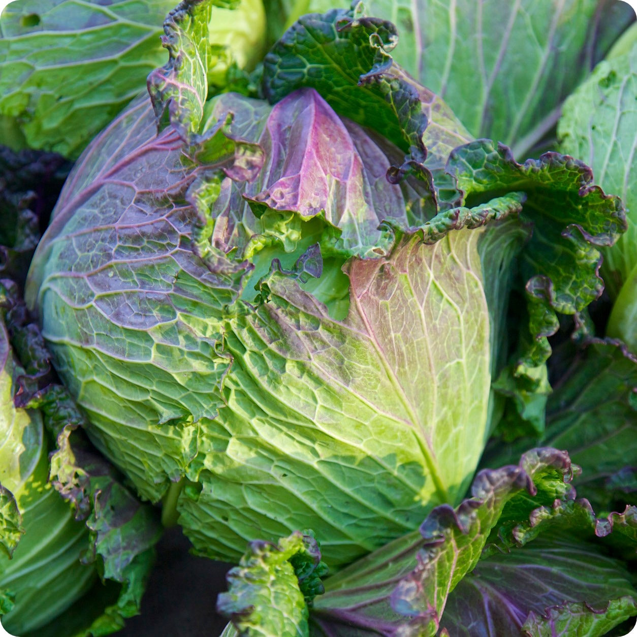 Cabbage Seeds- Purple