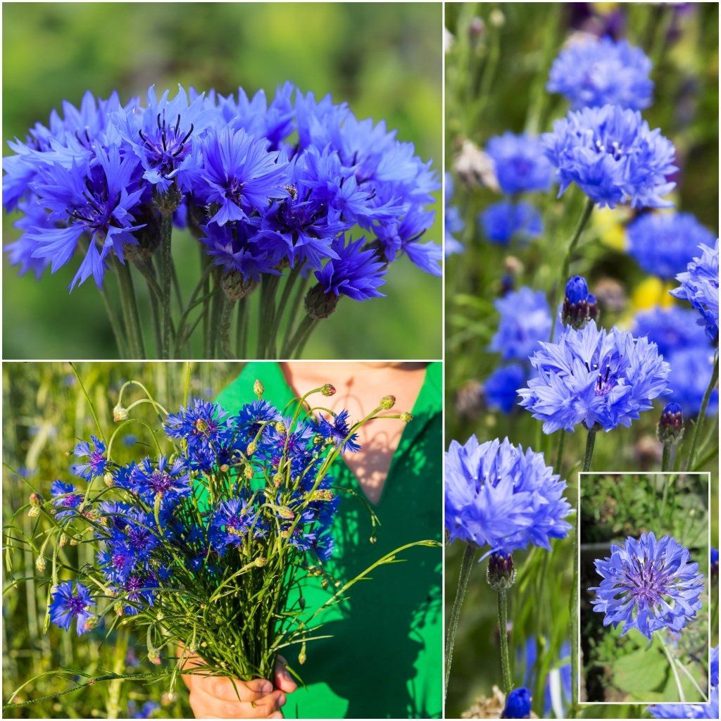 Cornflower Seeds