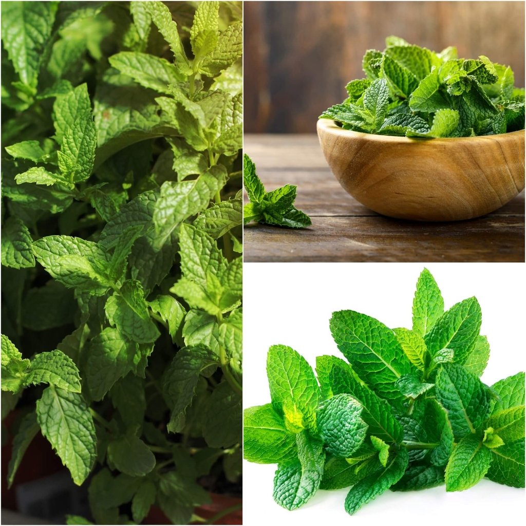 Mint Peppermint - Seeds