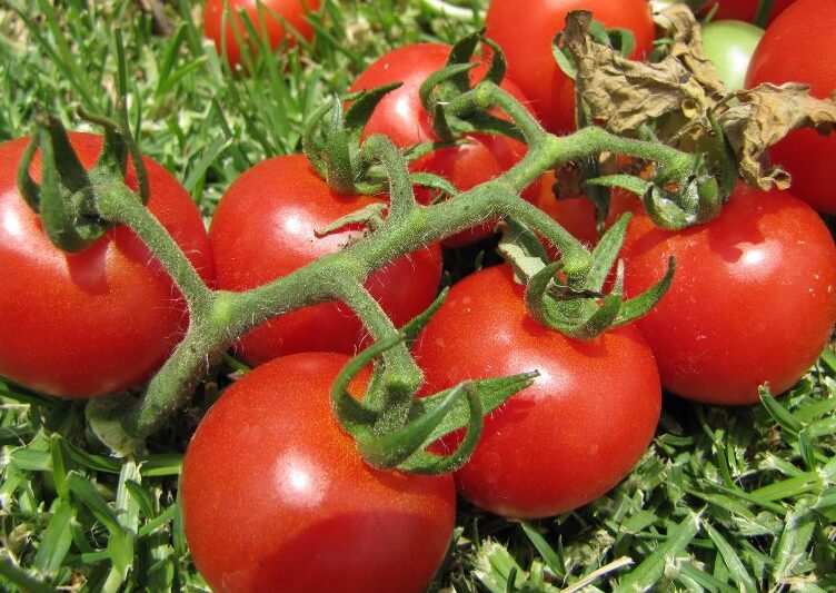 Tomato Tommy Toe Seeds